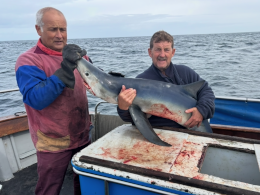 blue shark