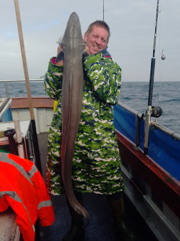 50lb conger