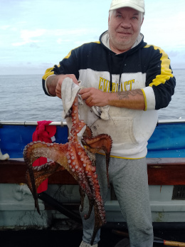 octopus