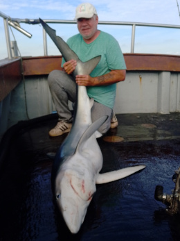 blue shark