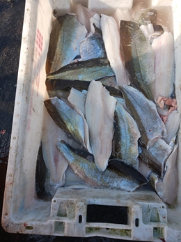 fillets