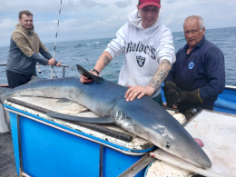 blue shark