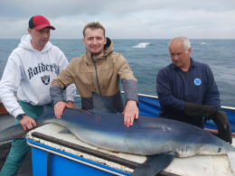 blue shark