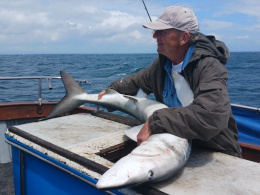 blue shark