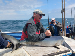 blue shark