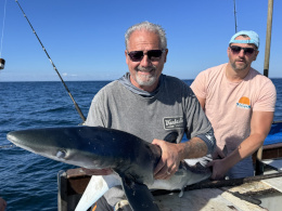 blue shark