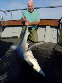 blue shark