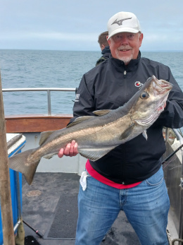 12lb pollack