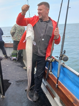 conger
